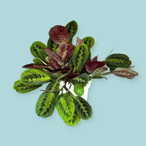 6” pot - Maranta ‘Red’ Houseplant - Prayer Plant - Pet Safe