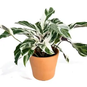 Calathea Fusion White : Indoor plants Easy Care Houseplant - Starter Plant - 2" pot