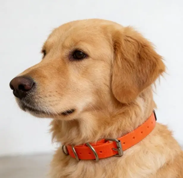 Customized Dog Training Collar - Adjustable Fit, 70cm*1.9cm*2.0mm Reflective Nylon, 50g Lightweight, Waterproof Plastic, for Small to Large Dogs, Travel & Outdoor Use, Small-Large