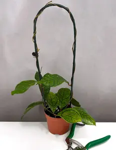 Hoya Callistophylla Vena