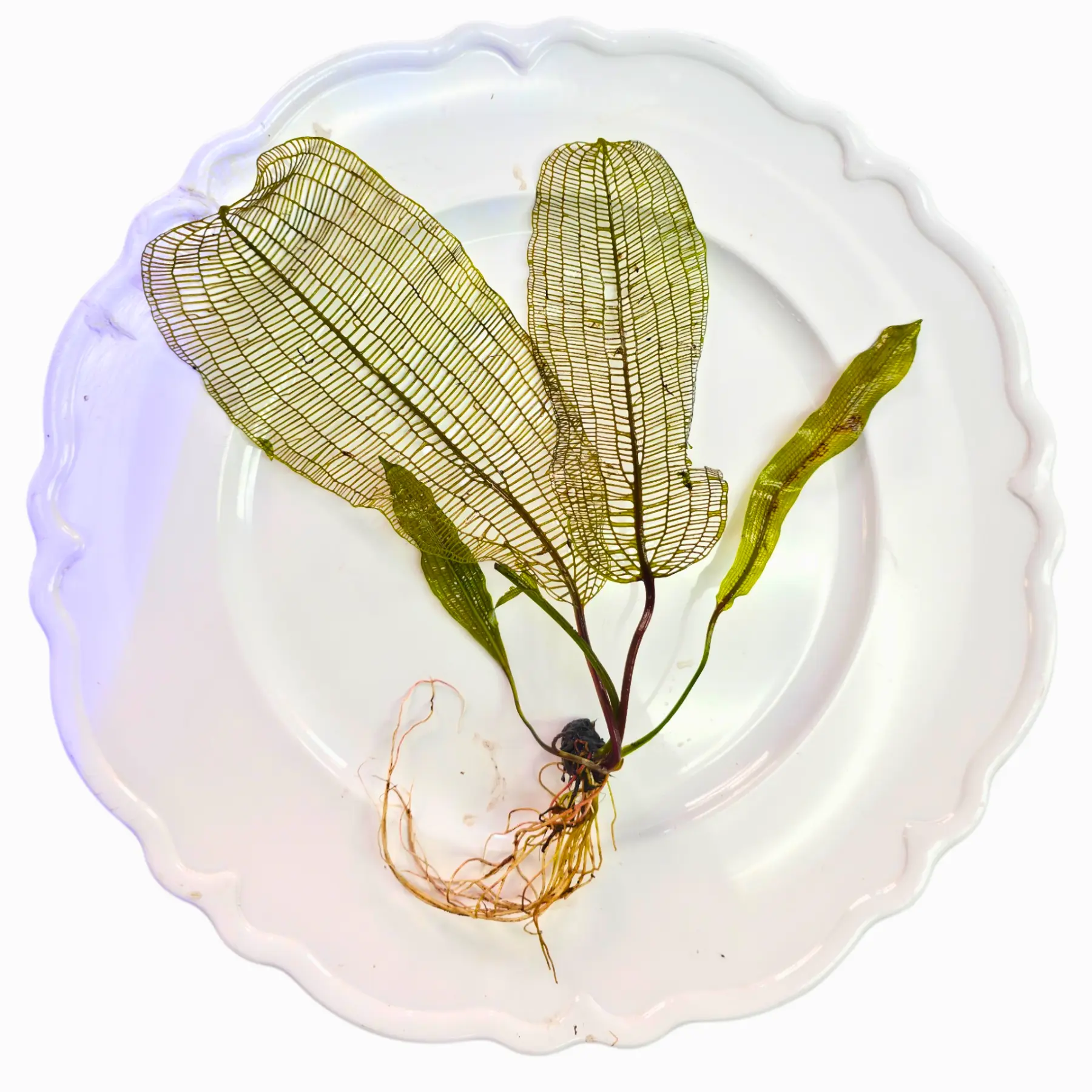 Tofu's Tanks - Madagascar Lace Plant - Aquarium Plant - Unique Leaf Shape for Aquariums with Aquasoil or Root Fertilizer Tablets