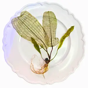 Tofu's Tanks - Madagascar Lace Plant - Aquarium Plant - Unique Leaf Shape for Aquariums with Aquasoil or Root Fertilizer Tablets