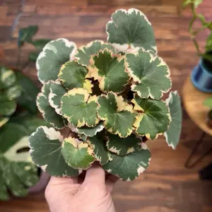 Variegated Strawberry Begonia 4”