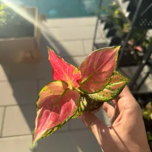 Aglaonema Geely Red in a 2” Pot Live Houseplants