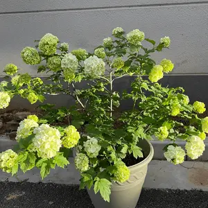 Bright Hydrangea Live Plant, Clumped Hydrangea with Lemon Green to Pink Flowers, Hardy Shrub, Perfect for Garden Borders or Potted Plants