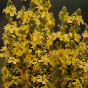 Dense Flowered Mullein