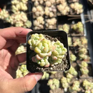 Sedum ‘Clavatum’ (around 3'')- Bare Root Succulents - Terra Tales