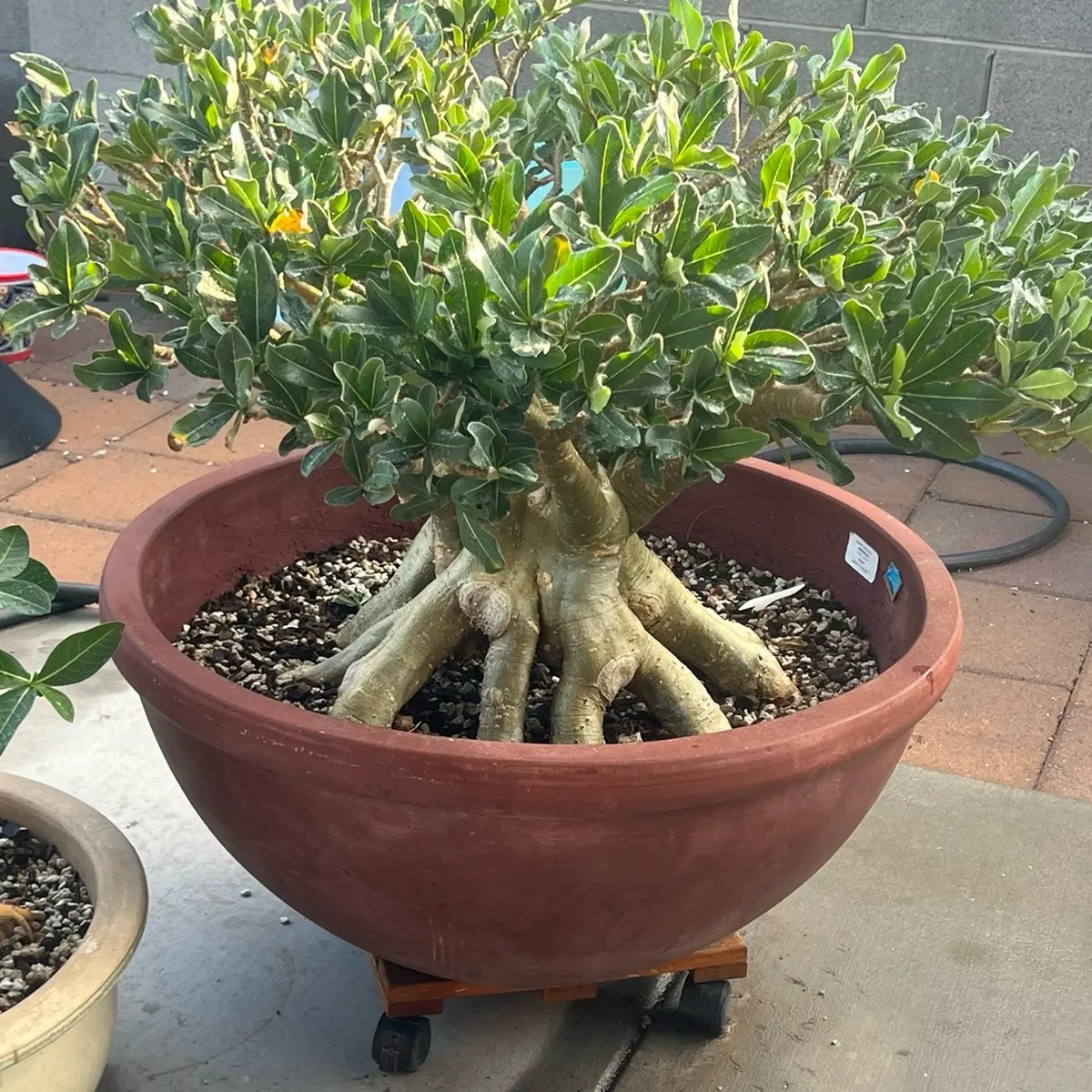 Massive Arabicum socotranum Petch Laydaii