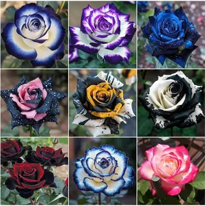 310 PCS Mixed Rose Flower Seeds – Multi-Color Heirloom Perennial Bush and Climbing Roses for Arches, Borders, Containers, Vertical Gardening and Decorative Outdoor Spaces