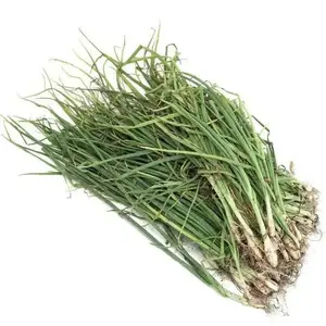 Yellow Sweet Spanish Onion Plants - Fresh, High-Quality Herbs for Culinary Use