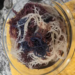 Full Spectrum Sea Moss from St. Lucia, High-Quality Dried Wildcrafted Organic