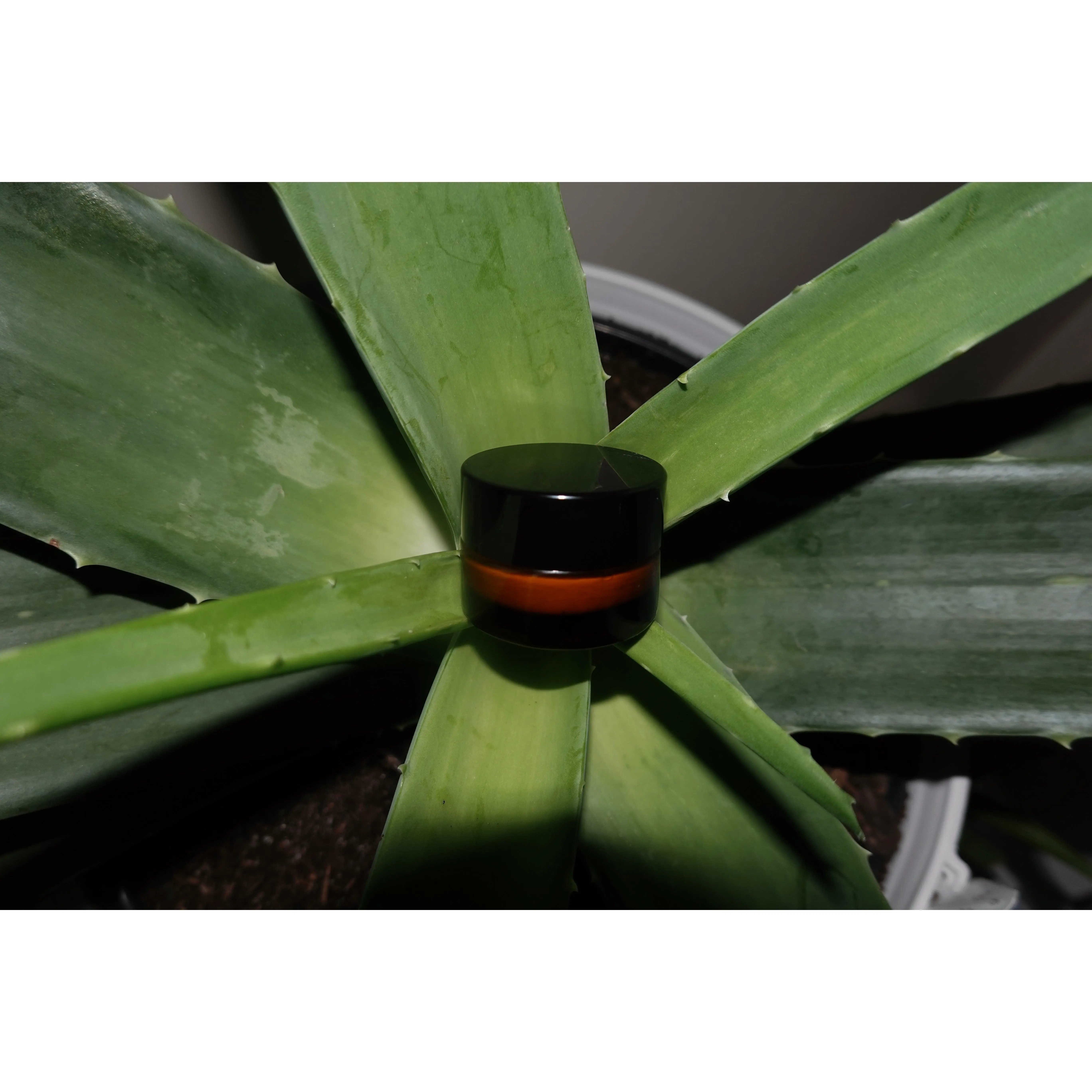 Tallow Moisturizer Sample