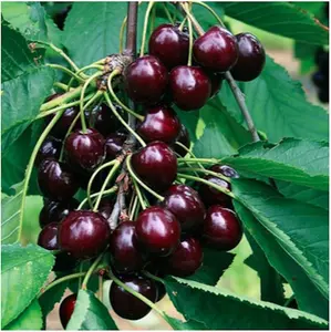 Black Cherry Fruit Tree Seeds for Planting, 25+ Seeds Per Packet, Non GMO & Heirloom Seeds, Scientific Name: Prunus serotina, Great Home Landscape Gift
