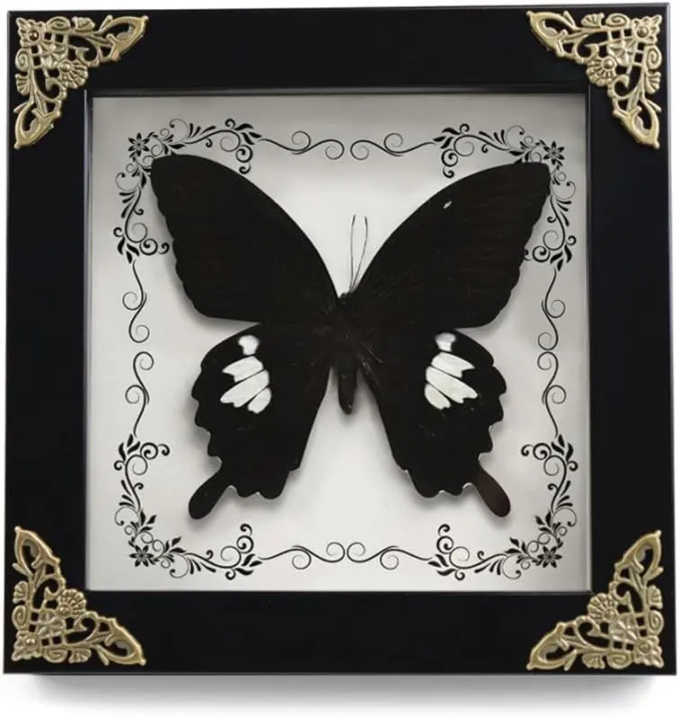 Real Framed Butterfly Taxidermy Butterfly, Butterfly Specimen Display with Wooden Frame, Butterfly Shadow Box Display Wall Hanging Art Decor ( Broadband Phoenix Butterfly )