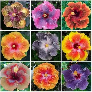 200+ Mixed Hibiscus Flower Seeds for Planting - Fresh Perennial Exotic Plant Bonsai Seeds for Multi-Colored Hibiscus