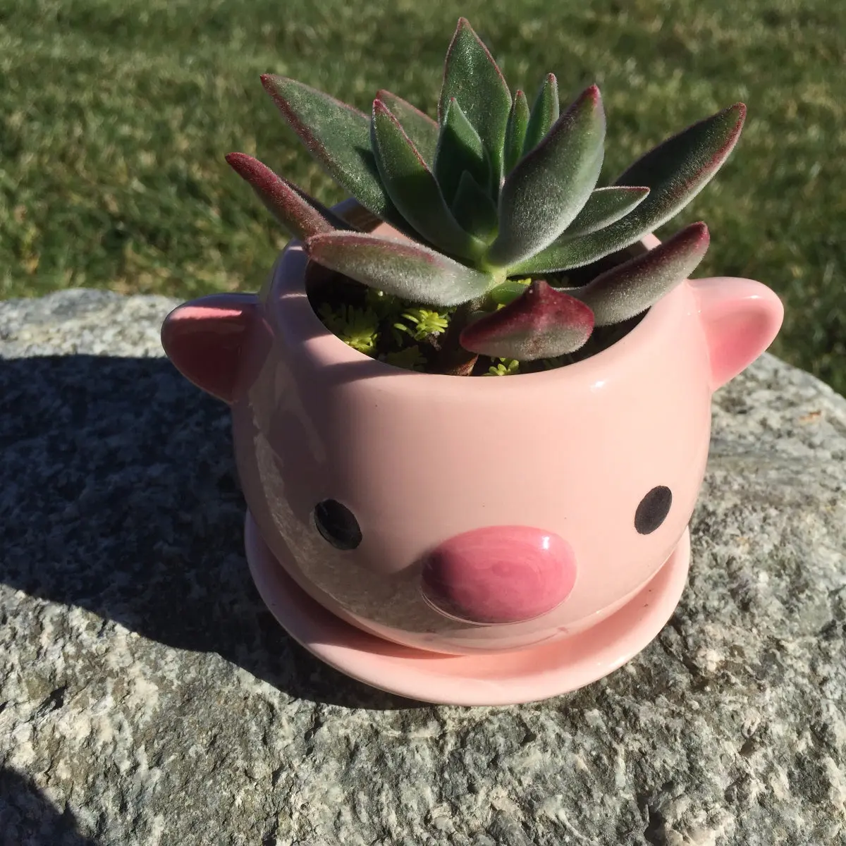 Potted Succulent Plant Potted Succulent Plant