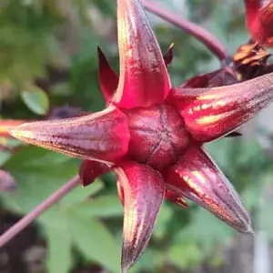 Jamaica Bush Seeds Hibiscus Roselle Tea Flower Plant Red Sorrell