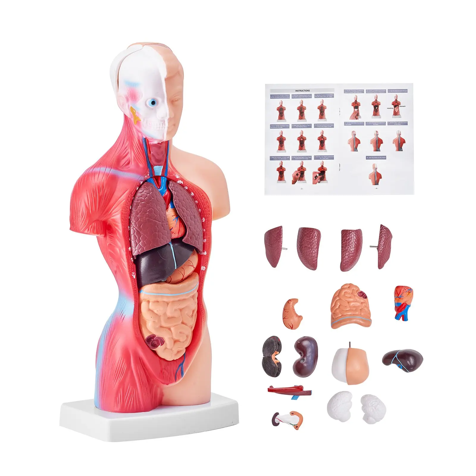 【Summerfinds】VEVOR Human Body Model, 15 Parts 11 inch, Human Torso Anatomy Model Anatomical Skeleton Model with Removable Organs, Educational Teaching Tool for Students Science Learning School Education Display Detailed Classroom