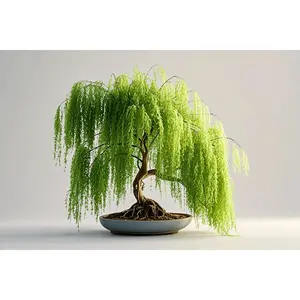 2pcs Willow Bonsai Tree - Thick Trunk Cutting, Fast Growing 2pcs