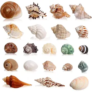 21 count Hermit Crab Shells Large Medium Small | Sea Conch Size 1.2" - 3.9", Opening Size 0.5" - 2" | Growth Turbo Seashells for  Hermit Crab Supplies