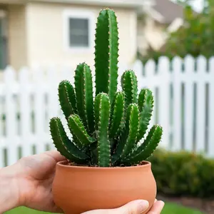 Super sculptural column cactus, little Myrtillocactus Geometrizans pups Thick waxy fleshy stems, stays green year-round & super easy to take care of Perfect for tabletop indoor decor or desert yard landscaping It’s such a popular trendy houseplant