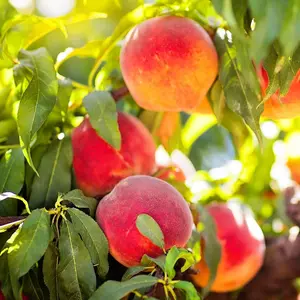 Elberta Peach Tree, Fruit Bearing, Heirloom Variety, Self Polinator, 3-4 ft. Tree Height, 7 gal Nursery Pot (Due to Agricultural Laws, we Cannot Ship to CA, AZ, AK, or HI)