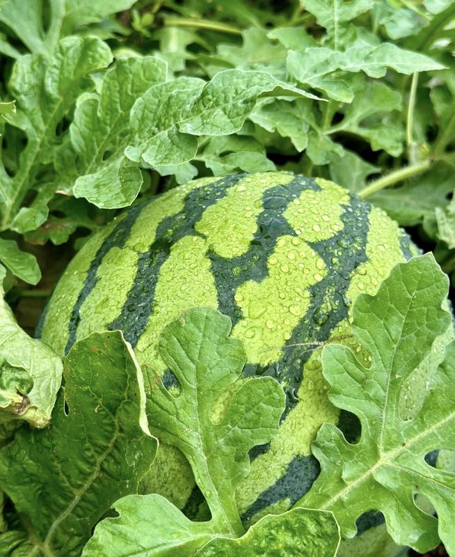 100 PCS  Watermelon Seeds, for Planting  , Seeded Watermelon, for Gardens