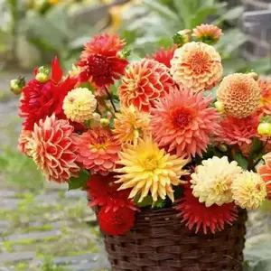 Dahlia Tubers - Cactus Mixture