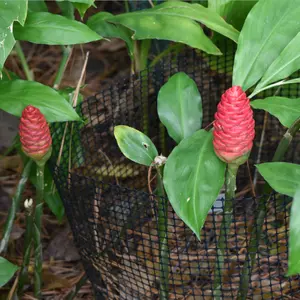 Ginger Shampoo Plants Rhizomes Hawaiian Shampoo Ginger Bulbs Bitter Ginger Plant Roots Awapuhi Plants for Garden Pinecone Ginger 4 Live Rhizomes