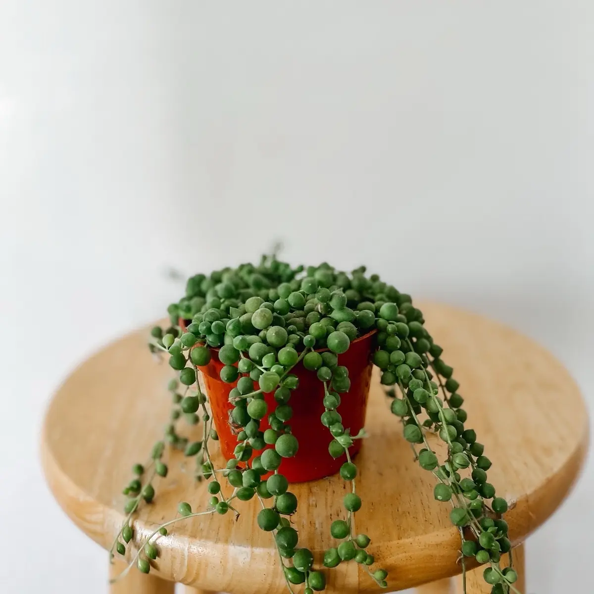 String of Pearls Live Plant in 4in pot.