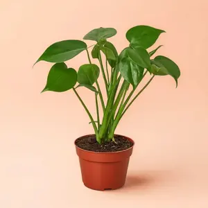 4" Pot Monstera Deliciosa - Indoor Live Plant, Leaves Split with Maturity, Air Purifying & Very Beginner Friendly,  Ideal for Home Decor Houseplants