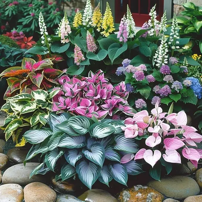 Mixed Color Hosta Plants for Growing - Growers Choice, Easy to Grow Hosta seeds 800pcs