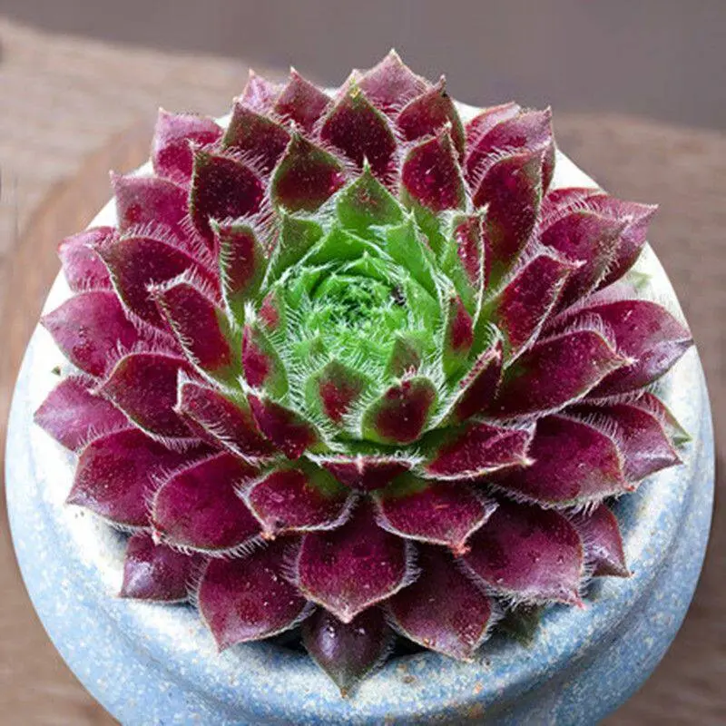 Purple Rose Sempervivum Rosette Succulent Plant, 3-4in Frost Hardier Drought-Tolerant Perennial, Color-Shifting Foliage, Compact Low-Maintenance for Beginners' Indoors/Outdoors Windowsill Patio Container Gardening