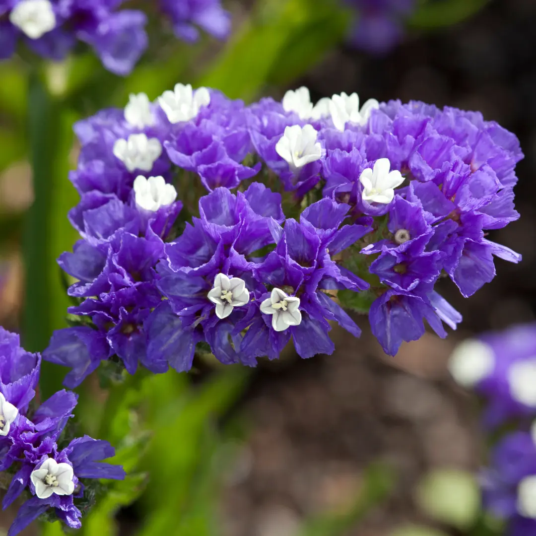 Statice Blue