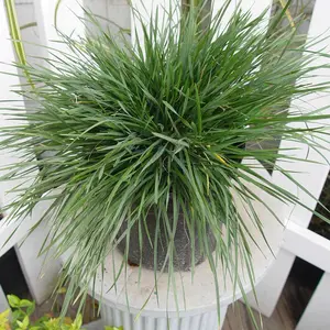 Deschampsia Goldtau Grass