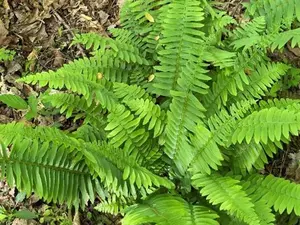 Christmas Fern 5 rhizomes Polystichum Acrostichoides Christmas Fern Roots Fern Plant Live for Growing, Gardening