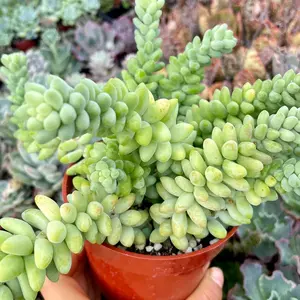 Donkey tail succulent 4” Pots