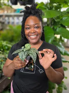Pothos 'Silver Splash'