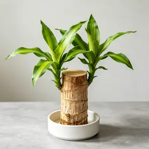 (ZH#ZR)Brazilian Wood Tree Seedlings – Easy to Grow, Perfect for Your Garden & Outdoor Spaces