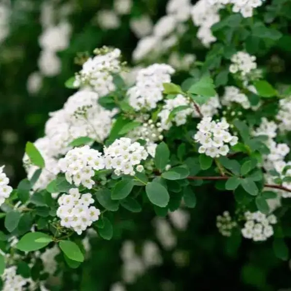 Snowmound Spirea Tree Live Plant - Snowmound Spirea Shrub 6 -12"Tall in Quart Pot - Flower Plant Outdoor
