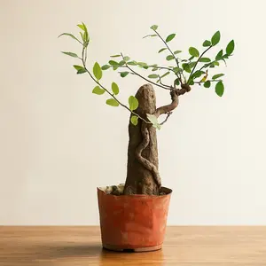 10-15 Inch Elm Bonsai Tree with Natural Rock-Unique Live Indoor Plant,Symbol of Good Fortune,Gift for Home Garden Office Decoration
