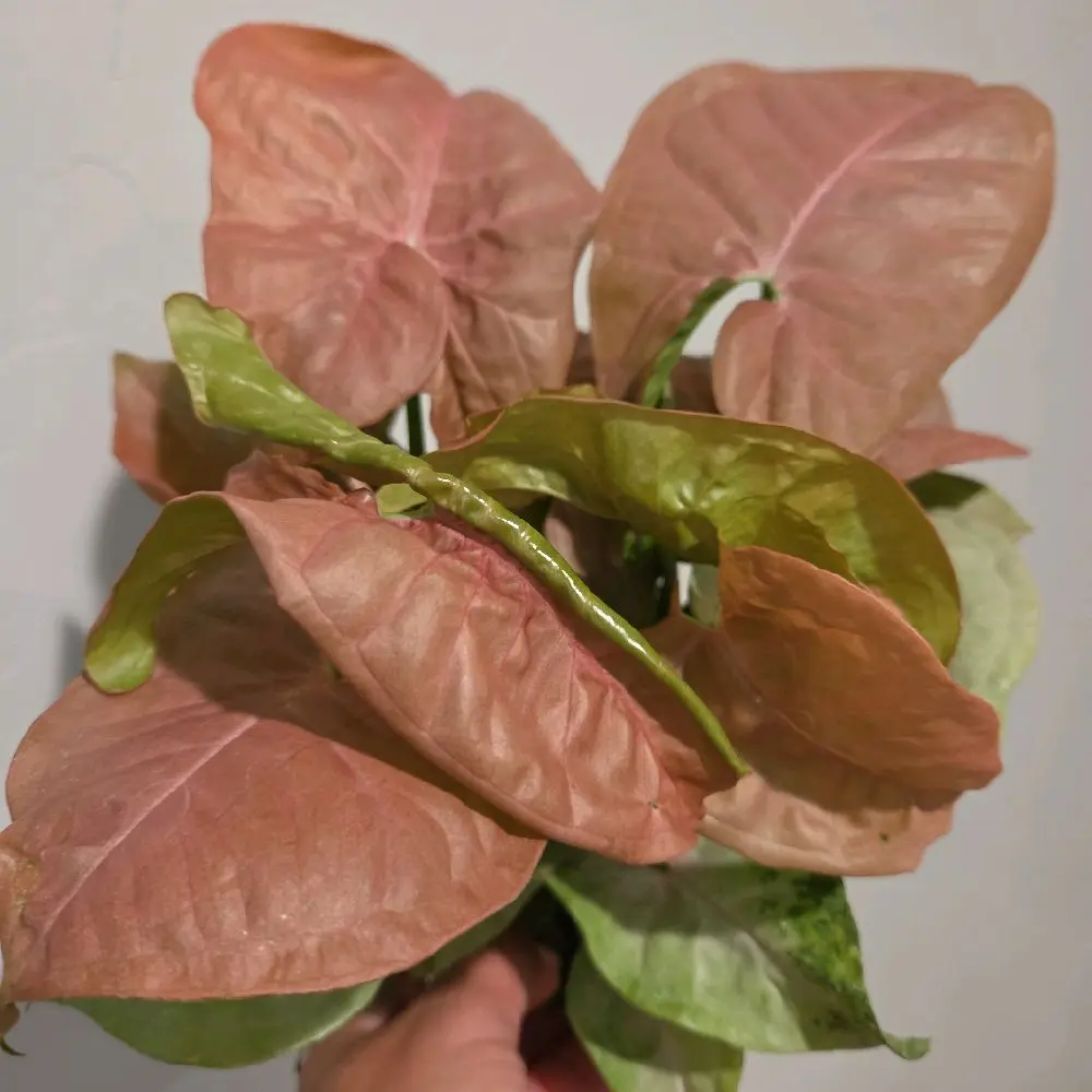 Pink Syngonium 6"