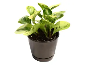 Variegated Peperomia Obtusifolia 4" Potted Live Plant - Baby Rubber Plant Marble - Pet Safe, Non Toxic