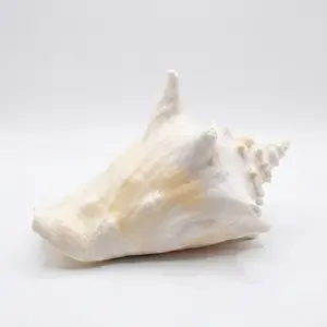 Large Decorative Faux Conch Shell – Realistic Resin Sea Shell Sculpture for Coastal Home Decor & Nautical Accents