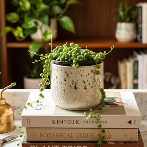 4" Live Succulent Plants - Easy Care Succulents Fully Rooted in 4in Planter,Mini House Plants for Indoor Outdoor,Gift for Party Wedding Home Garden Decor
