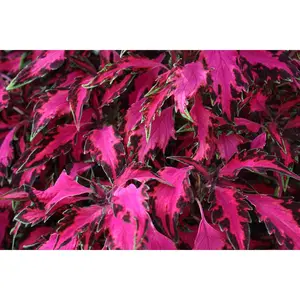 Heirloom 100+ Begonia Coleus Seeds For Planting Indoor Flower Seeds