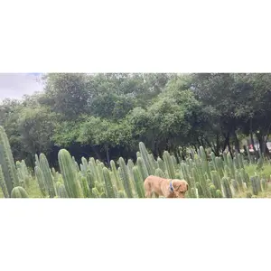 #EC395 EXACT TLC Trichocereus Bargain  Cactus Cuttings by Blaise