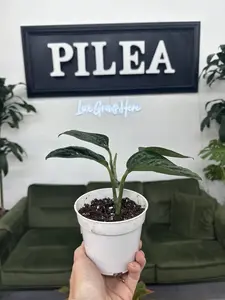 Monstera Peru – 4" Rare Textured Climbing Plant, Low-Maintenance Tropical Stunner