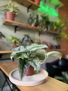 4" Scindapsus Exotica – Rare Silver Satin Scindapsus - Large Silver Variegated Leaves - Stunning Silver Foliage