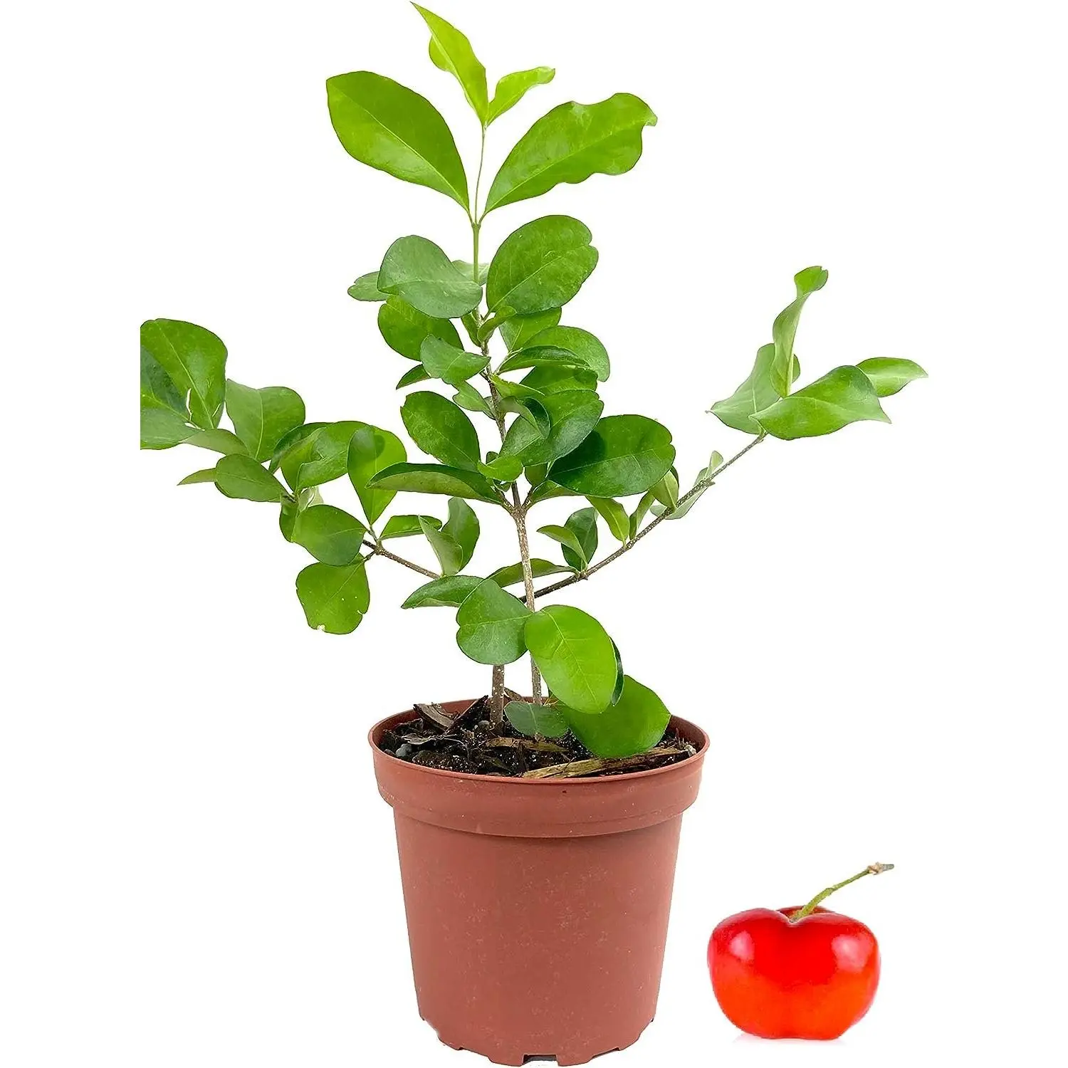 Barbados Cherry Tree - Live Plants in 4 Inch Grower's Pots - Malpighia Emarginata - Edible Fruit Bearing Tree for The Patio and Garden